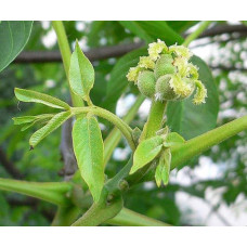 Горіх волоський Казаку | Орех грецкий Казаку | Juglans regia Cazacu