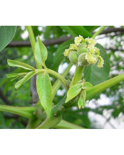 Горіх волоський Казаку | Орех грецкий Казаку | Juglans regia Cazacu