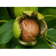 Горіх волоський ІНТР (щеплений) | Juglans regia INTR | Орех грецкий ИНТР (привитой)