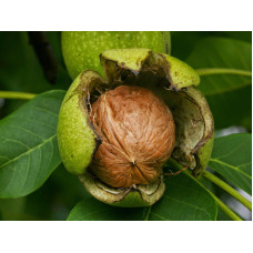 Горіх волоський ІНТР (щеплений) | Juglans regia INTR | Орех грецкий ИНТР (привитой)