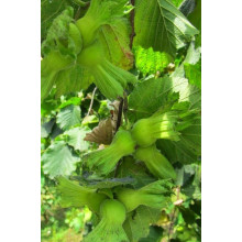 Фундук звичайний Трапезунд | Фундук обычный Трапезунд | Corylus avellana Trebizond