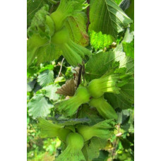Фундук звичайний Трапезунд | Фундук обычный Трапезунд | Corylus avellana Trebizond