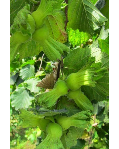 Фундук звичайний Трапезунд | Фундук обычный Трапезунд | Corylus avellana Trebizond