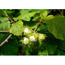 Фундук звичайний Трапезунд | Фундук обычный Трапезунд | Corylus avellana Trebizond