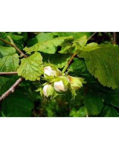 Фундук звичайний Трапезунд | Фундук обычный Трапезунд | Corylus avellana Trebizond