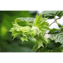 Фундук звичайний Трапезунд | Фундук обычный Трапезунд | Corylus avellana Trebizond