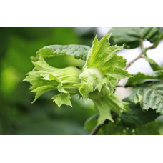 Фундук звичайний Трапезунд | Фундук обычный Трапезунд | Corylus avellana Trebizond