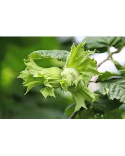 Фундук звичайний Трапезунд | Фундук обычный Трапезунд | Corylus avellana Trebizond