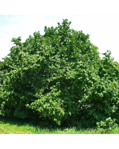 Фундук звичайний Косфорд | Фундук обыкновенный Косфорд | Corylus avellana Cosford