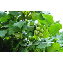 Фундук звичайний Косфорд | Фундук обыкновенный Косфорд | Corylus avellana Cosford