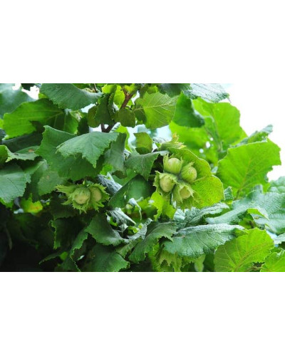 Фундук звичайний Косфорд | Фундук обыкновенный Косфорд | Corylus avellana Cosford