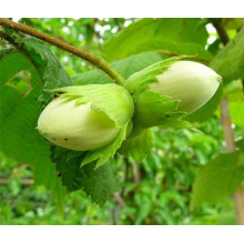 Фундук звичайний Косфорд | Фундук обыкновенный Косфорд | Corylus avellana Cosford