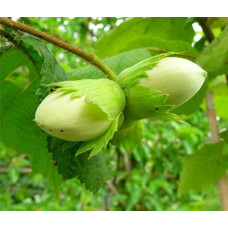 Фундук звичайний Косфорд | Фундук обыкновенный Косфорд | Corylus avellana Cosford