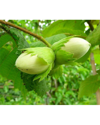 Фундук звичайний Косфорд | Фундук обыкновенный Косфорд | Corylus avellana Cosford