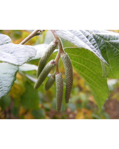 Фундук звичайний Косфорд | Фундук обыкновенный Косфорд | Corylus avellana Cosford