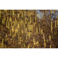 Фундук звичайний Косфорд | Фундук обыкновенный Косфорд | Corylus avellana Cosford