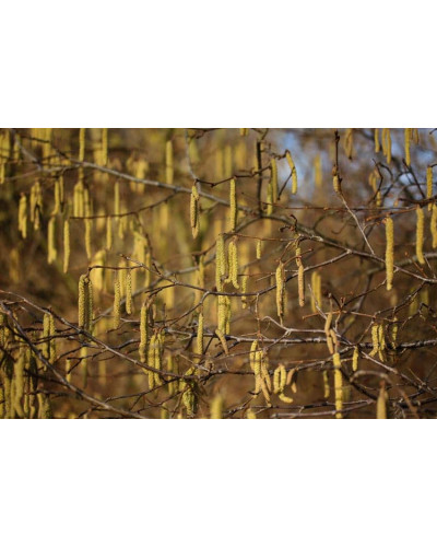 Фундук звичайний Косфорд | Фундук обыкновенный Косфорд | Corylus avellana Cosford