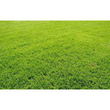 Газонна трава Turfline ORNAMENTAL, 1 кг