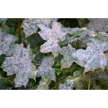Фунгіцид Сігнум Basf Басф Німеччина