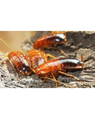 Топ Стоп кристали – засіб для знищення мурах