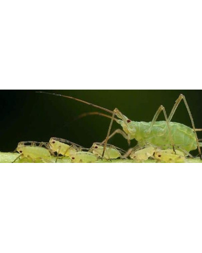 Прованто Максі, 5 г
