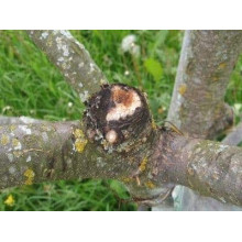 Медян Екстра, 20 мл