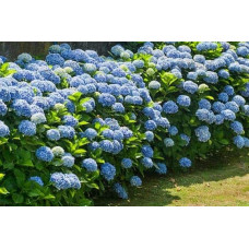 Сульфат алюмінію, 200 г
