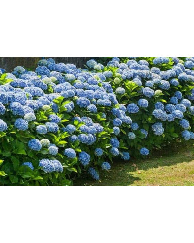 Сульфат алюмінію, 200 г