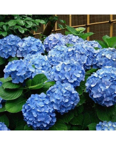 Сульфат алюмінію, 200 г