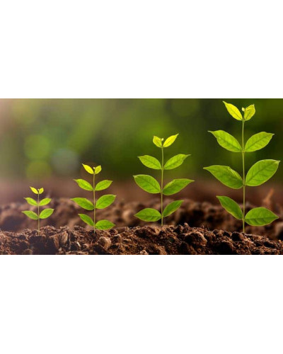 Укорінювач Smart Grow Rootmost - С60|Стимулятор розвитку кореневої системи