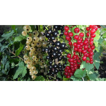 "YARA" для винограду, малини, ожини, смородини, 1 кг
