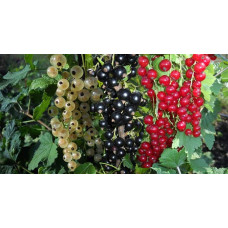 "YARA" для винограду, малини, ожини, смородини, 1 кг