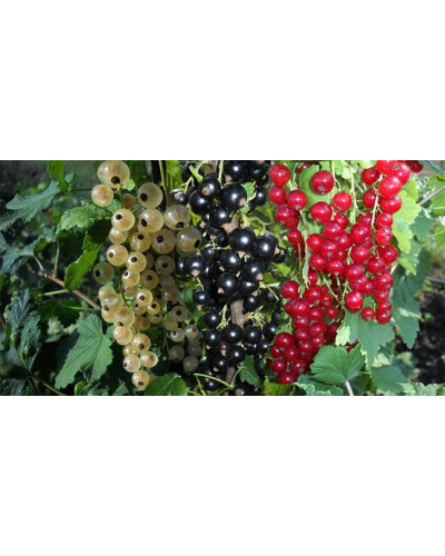 "YARA" для винограду, малини, ожини, смородини, 1 кг