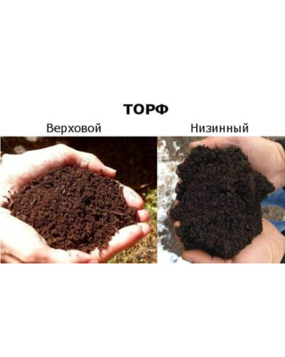 Торф рудий